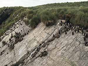 penguins on a rocky bank