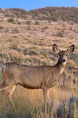 mule deer on the plains