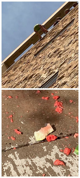 photos of a watermelon about to be dropped and smashed on the sidewalk after dropping