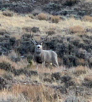mule deer buck