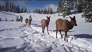 a line of elk walking through the snow