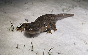 salamander on snow