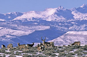 herd of deer on hilltop with snowy mountain peaks in the background
