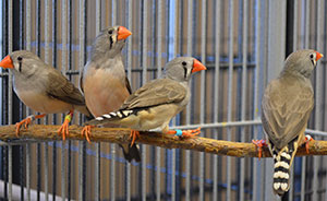 zebra finches in a cage