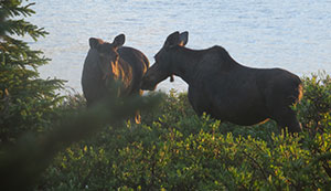 two moose in vegetation beside water