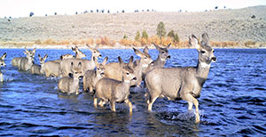 deer fording a river
