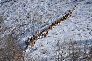 a line of elk in the snow, seen from overhead
