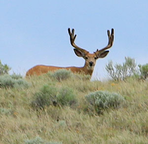 buck with antlers in velvet looking over a the top of a ridge