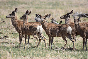 close up of herd of deer