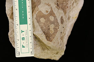 fossil with measuring tape beside it