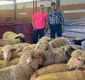 man and woman with a large number of sheep
