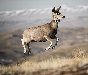 deer bounding across the prairie
