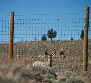 deer seen behind a fence