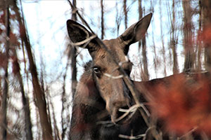 moose seen behind brush