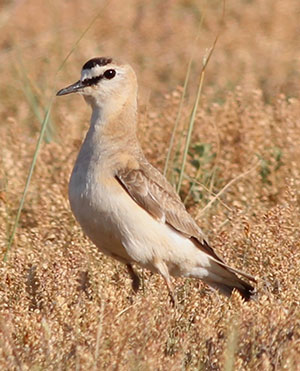 bird in brown dry grass