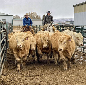 people on horses herding bulls through a passage between corrals