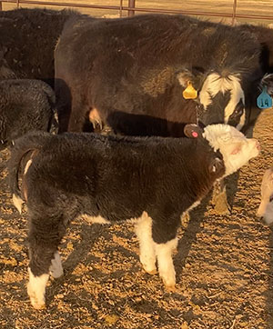 calf standing beside its mother