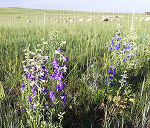 purple flowers growing by a field of livestock