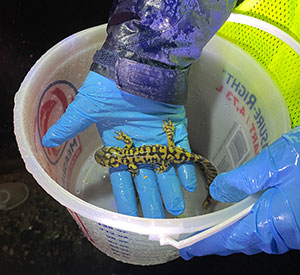 salamander held in a bucket