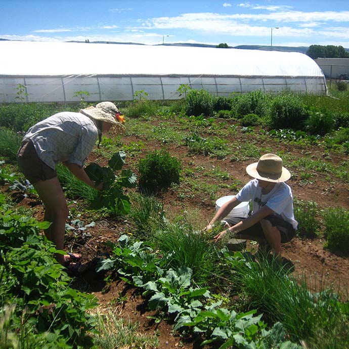 volunteers harvesting turnips in a field, in front of a hoop house