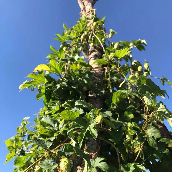 hop plants climbing a trellis