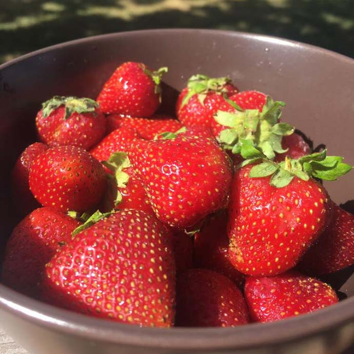 bowl full of strawberries