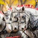 Horses