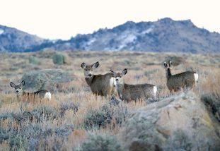 mule deer