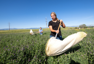student in field with insect net