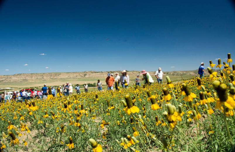 Field of flowers with people walking around