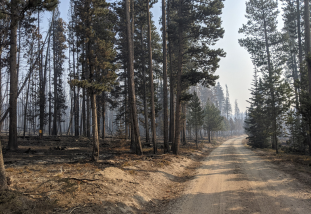 forest after fire