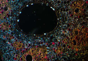 close up of microscope slide