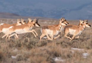 pronghorns running