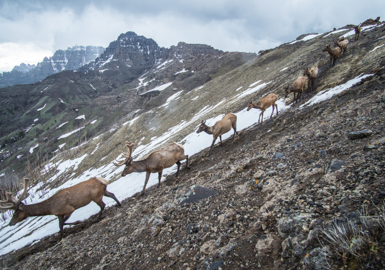 migration