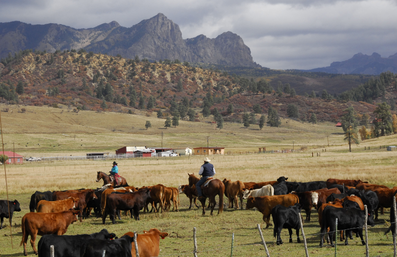 two people on horses working cattle with teton mountain behind them.