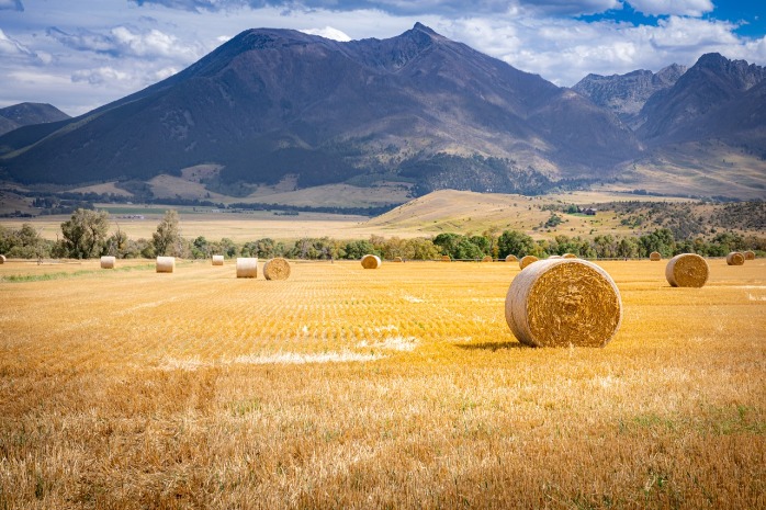 round bales in field