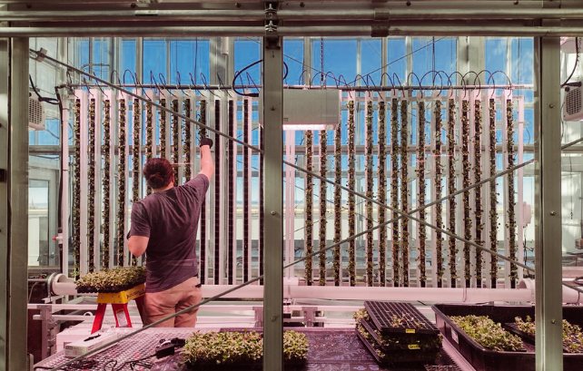student working in controlled environment agriculture center