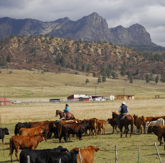 two people working cattle