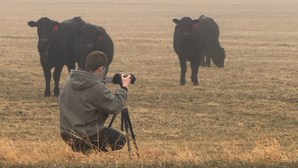 4Her photographing cattle