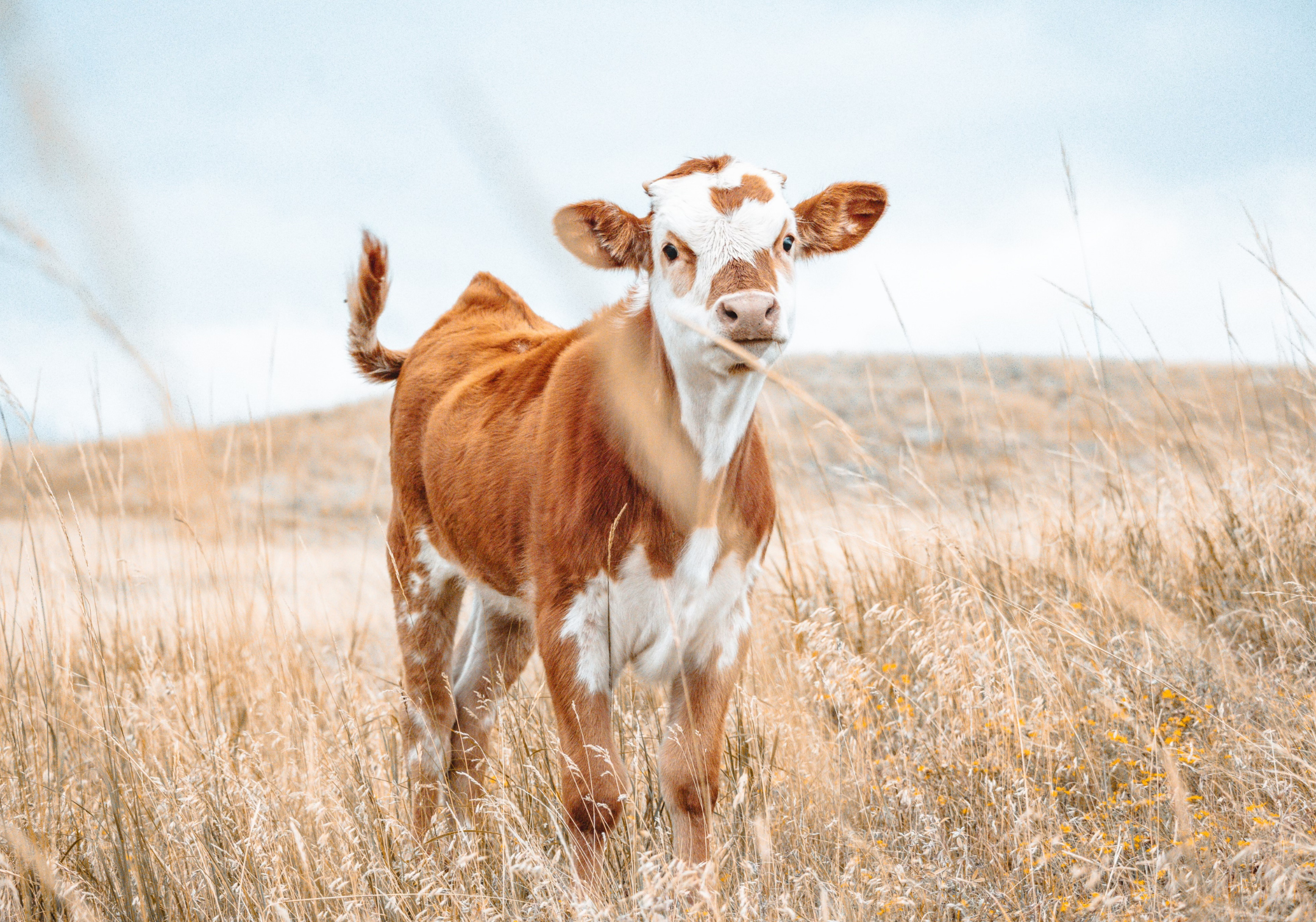 Monterastelli earned a grand champion ribbon at the 2024 Wyoming State Fair for this photo of a longhorn calf near his home in Buffalo. Photo by Marco Monterastelli.