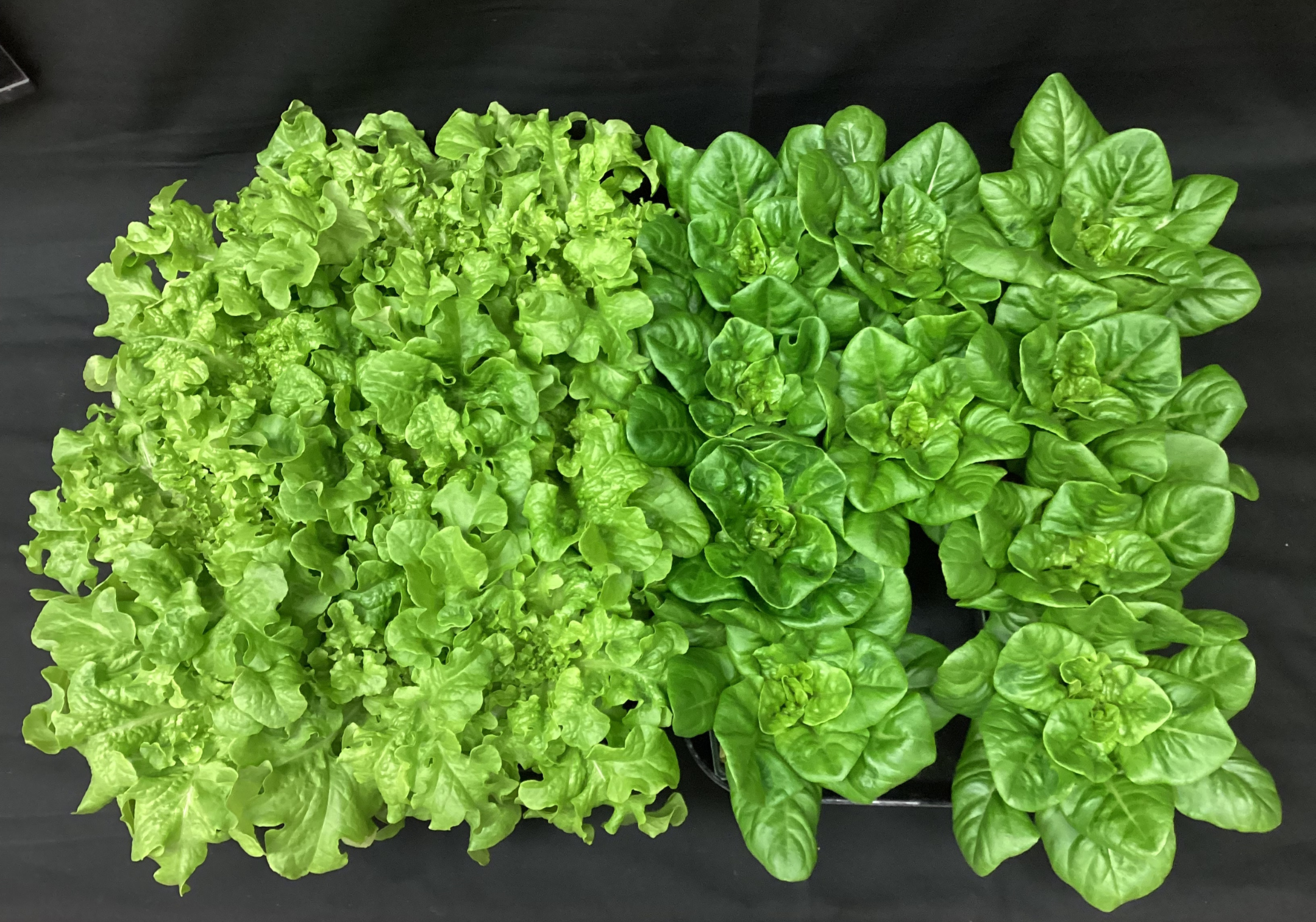 'Little Gem' lettuce. Photo by Bree Drew.