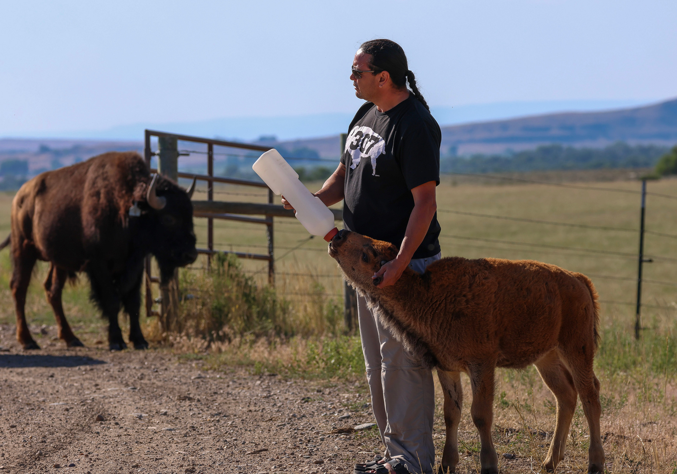 Jason Baldes, executive officer and board president of the Wind River Tribal Buffalo Initiative, feeds a bison calf on the Wind River Indian Reservation. Photo by Elsa Freise.