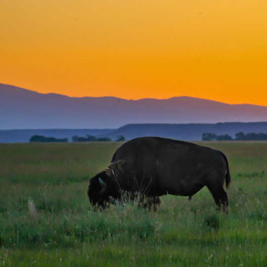 buffalo grazing