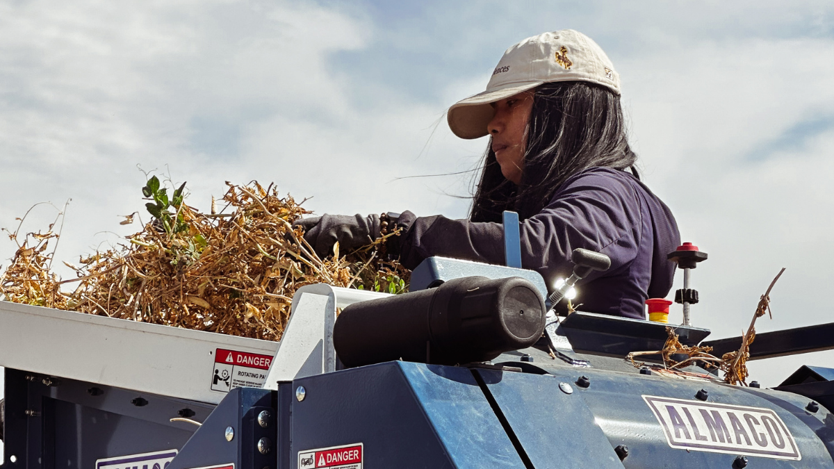 pea threshing