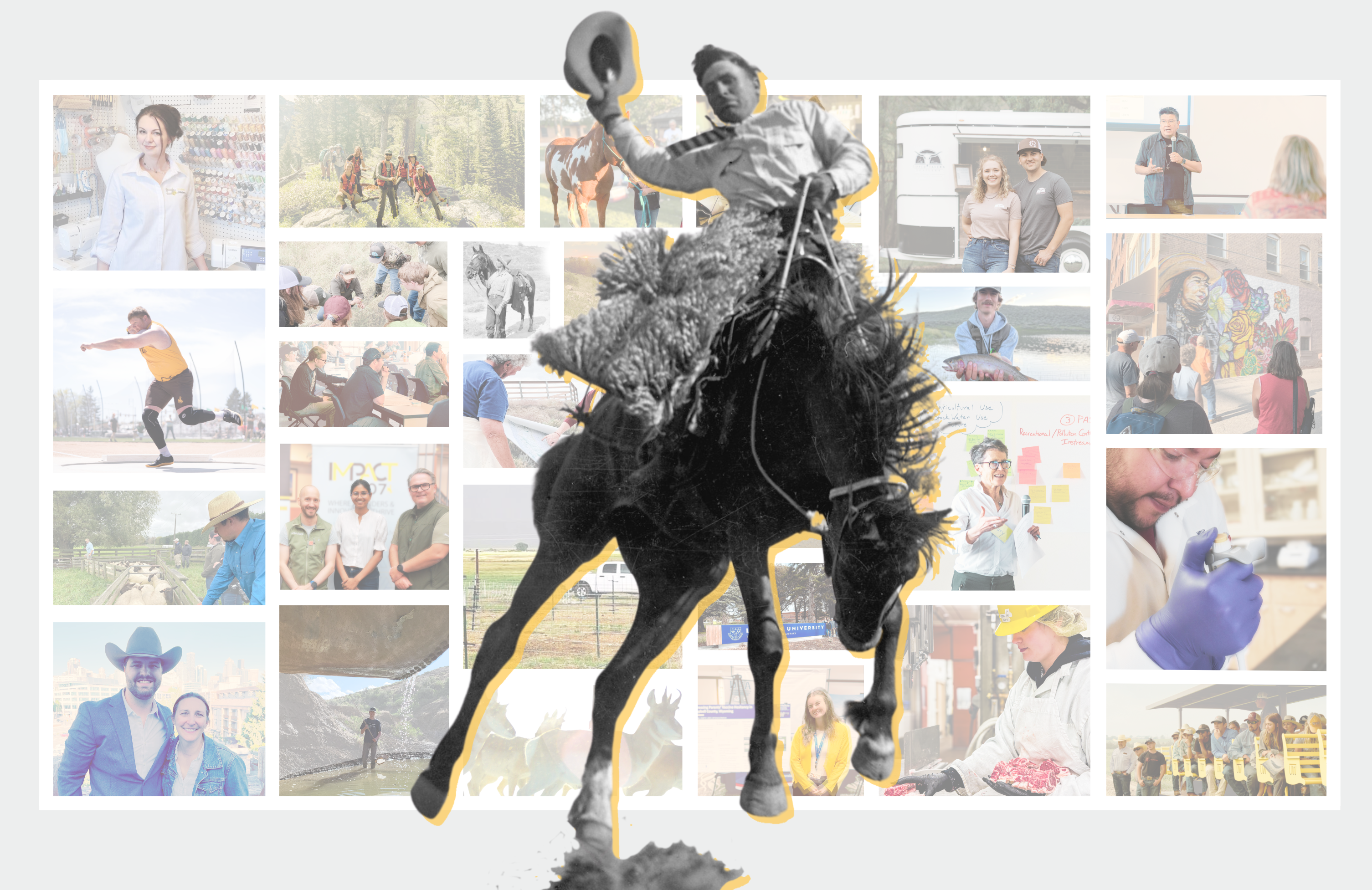 roots and ranges magazine cover art. Historic bucking bronc rodeo photo with collage of CALSNR students and faculty behind it.