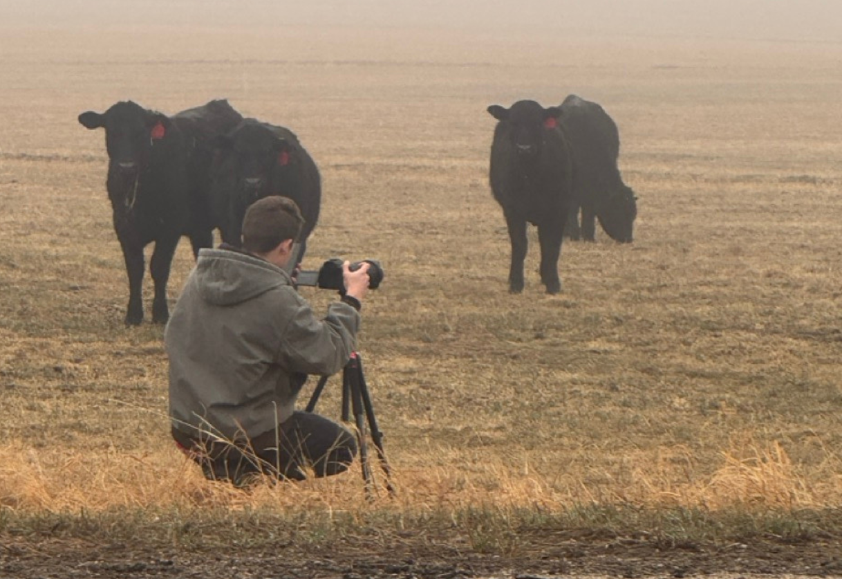 4her photographing cattle