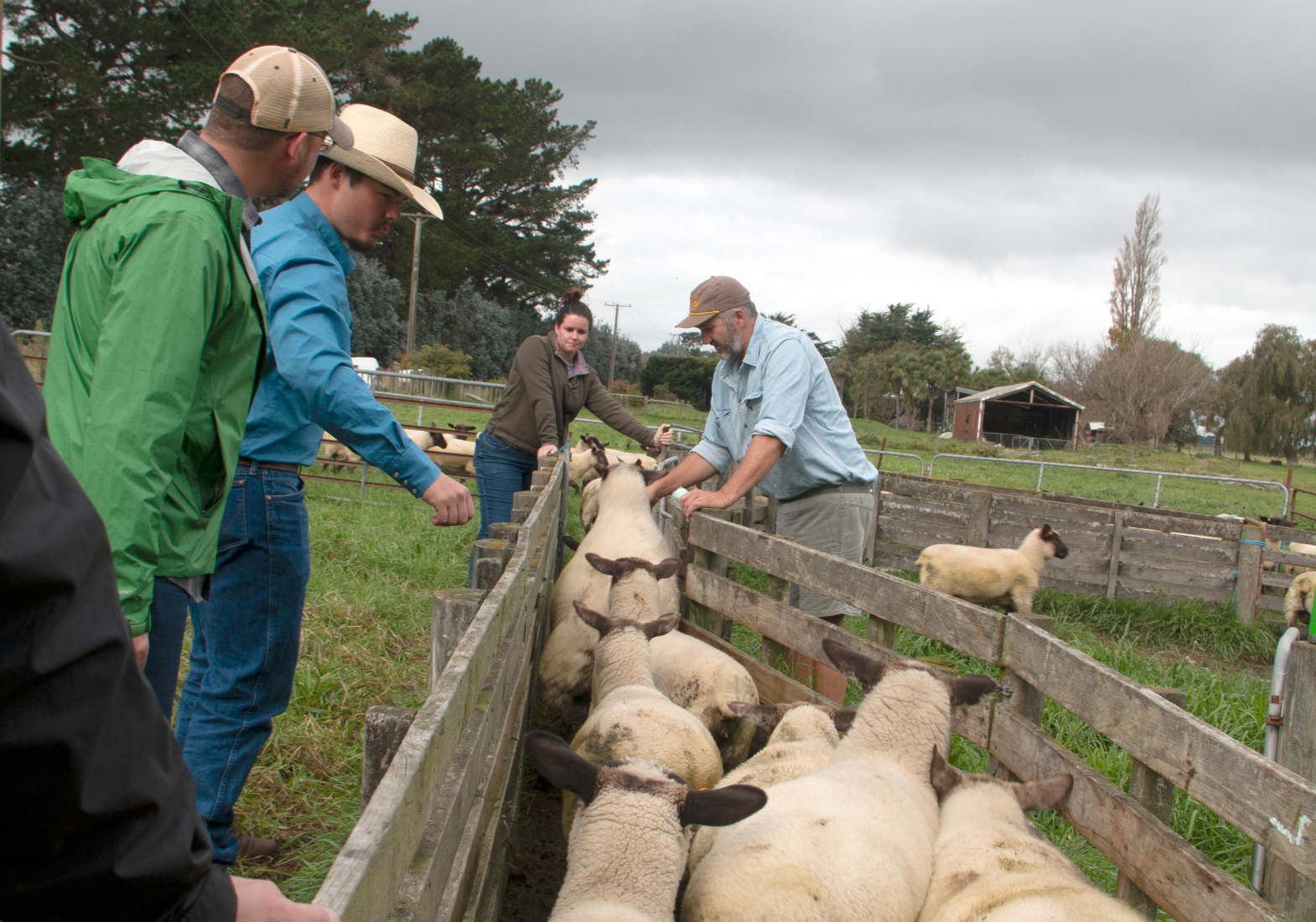 Wyoming ranchers working sheep in NZ