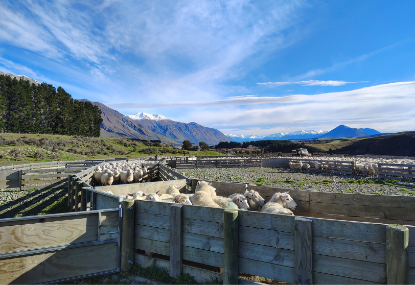 New Zealand landsape with sheep in a holding pen.