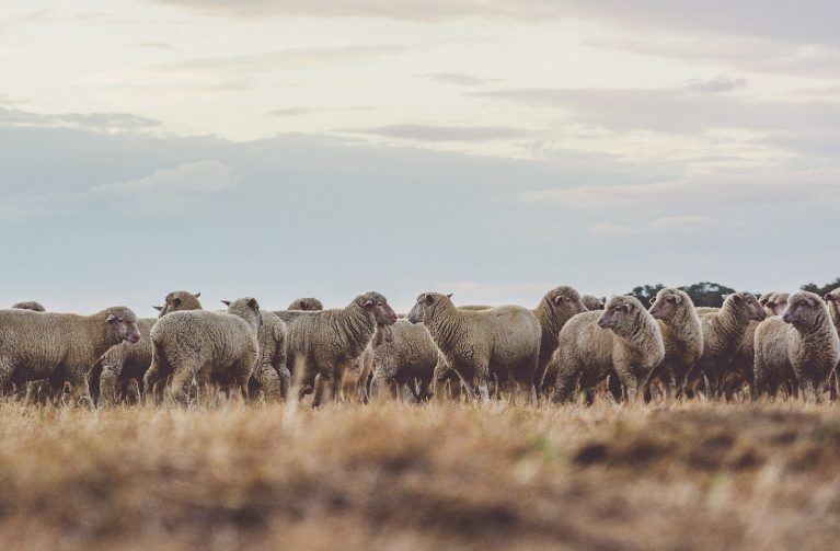 Picture of sheep in pasture