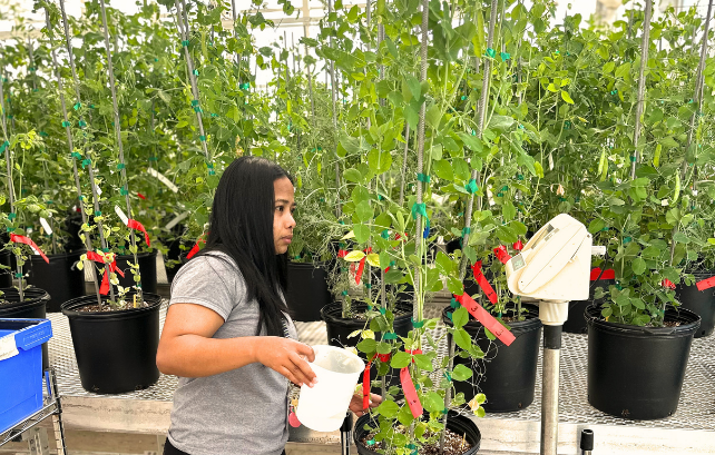 Grace Vinarao working in green house
